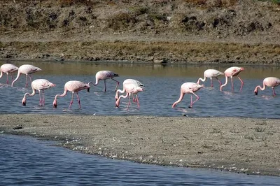 Discover Agra's Wild Side: Chambal Sanctuary & Ater Fort Day Trip