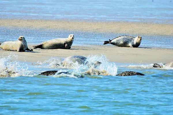 Amsterdam Seal Safari: Explore Waddensea's Wildlife & History!