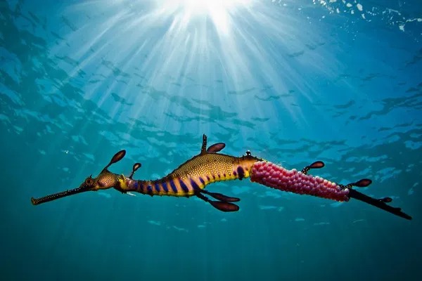 Discover Weedy Sea Dragons: Snorkeling Adventure in Port Phillip Bay