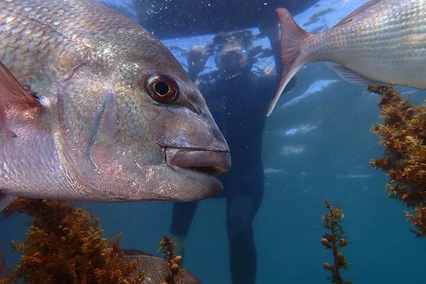 Goat Island Snorkeling: Guided Tour for Beginners