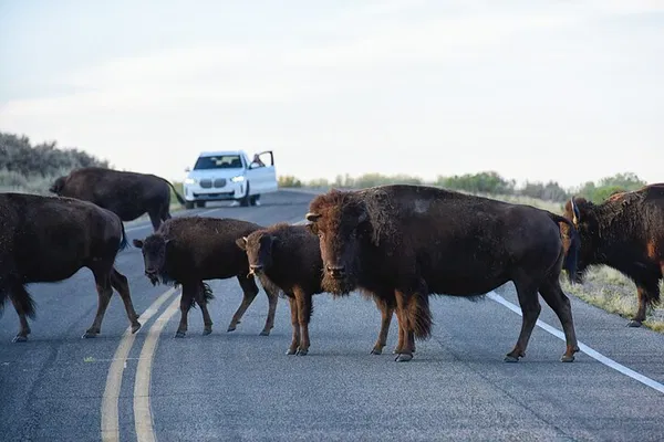 Antelope Island Sunset Tour: Wildlife & Great Salt Lake Views