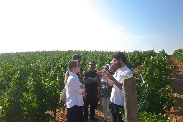 Madrid Wine Tour: Countryside Wineries & Tastings