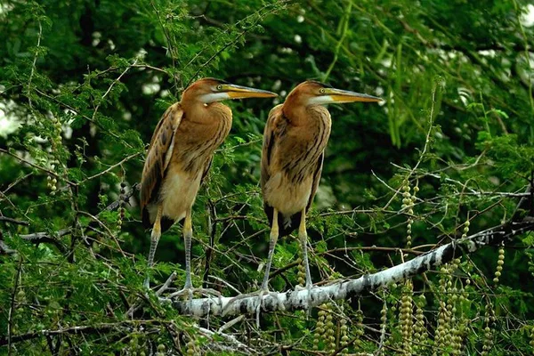 Unveiling Bharatpur's Avian Wonders: A Private Agra Birding Expedition