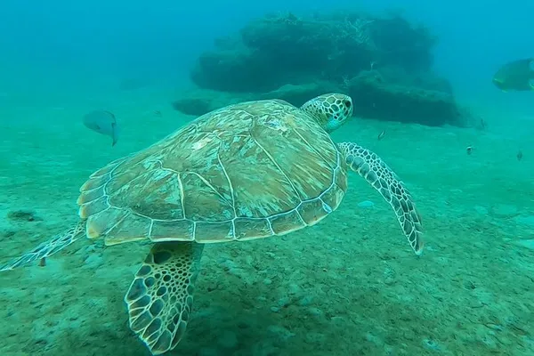 Snorkel Tour: See Fish, Rays & Free Videos!