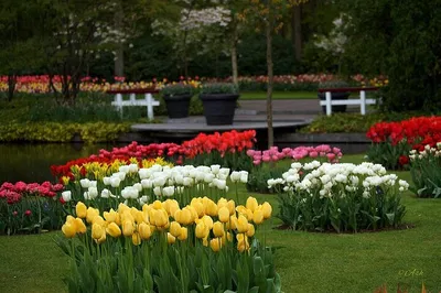 Discover Dutch Culture: Keukenhof Gardens & Zaanse Schans Day Trip