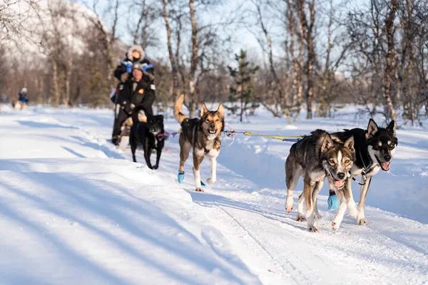 Mush Your Own Pack: Tromsø Dog Sledding Adventure Under the Northern Lights