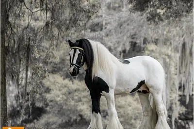 Meet Magical Horses: Gypsy Gold Farm Tour Adventure