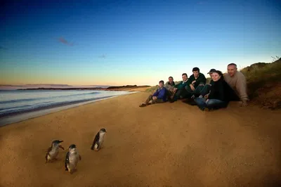 Phillip Island Private Penguin Parade: A Luxurious Wildlife Adventure from Melbourne