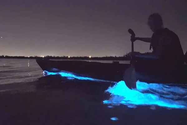 Auckland Bioluminescence Kayak Tour: See Glowing Waters