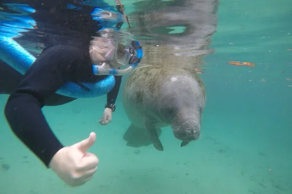 Manatee Snorkeling Tour: Swim with Gentle Giants!