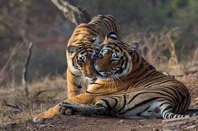 Unforgettable Tiger Safari: Jaipur to Ranthambore National Park Day Tour
