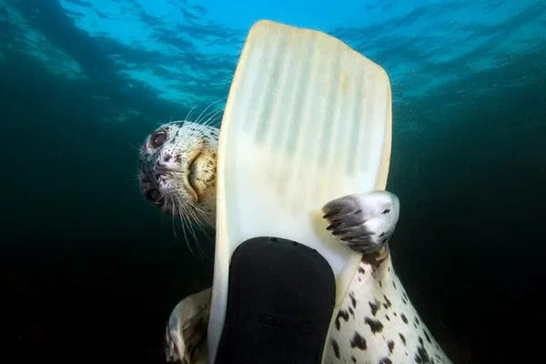 Vancouver: Snorkel with Seals Boat Tour Adventure