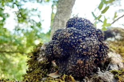 Unearth Culinary Gold: Truffle Hunting Adventure in Assisi