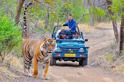 Unveiling Rajasthan's Treasures: A 4-Day Jaipur & Ranthambore Private Tour