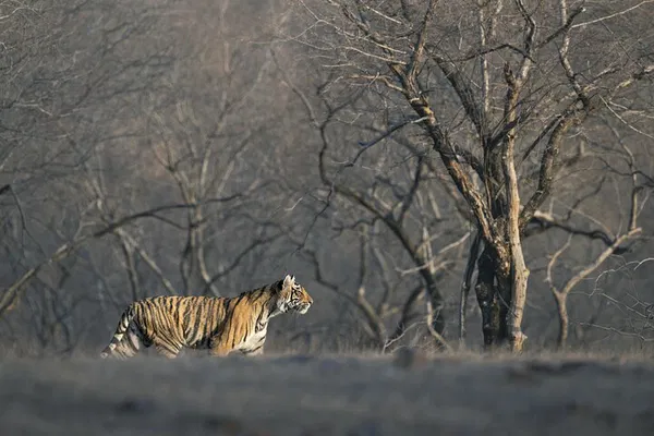 Embark on a Thrilling Tiger Safari Adventure in Ranthambore National Park