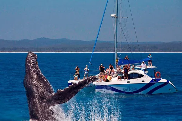 Fraser Island: Intimate Whale Watching on a Sailing Catamaran