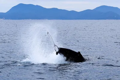 Majestic Whale Watching: Wilsons Prom Coast Cruise Adventure