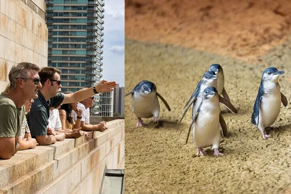Melbourne & Penguin Parade: A Day of City Sights & Wildlife Wonders