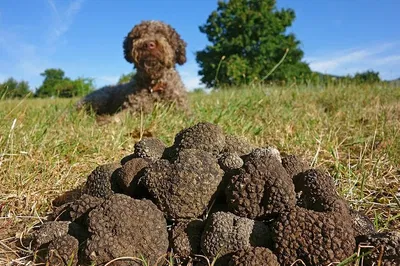 Unearth Umbrian Treasures: Truffle Hunting & Tasting Adventure
