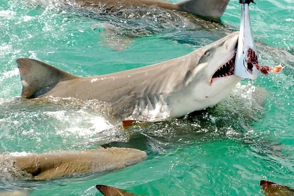 Key West Shark & Wildlife Viewing Adventure