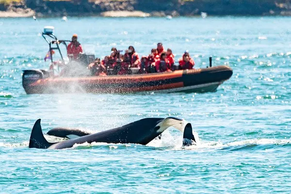 Victoria: Whale Watching Zodiac Boat Tour