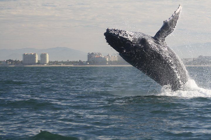 Witness Gentle Giants: Puerto Vallarta Whale Watching Adventure