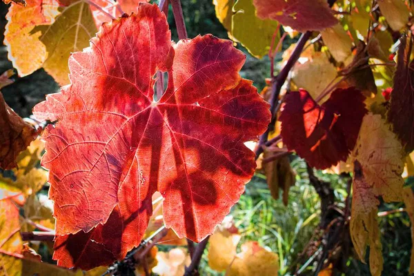 Luxury Private Car Rental with Driver in Tuscany: Serene Journeys Await