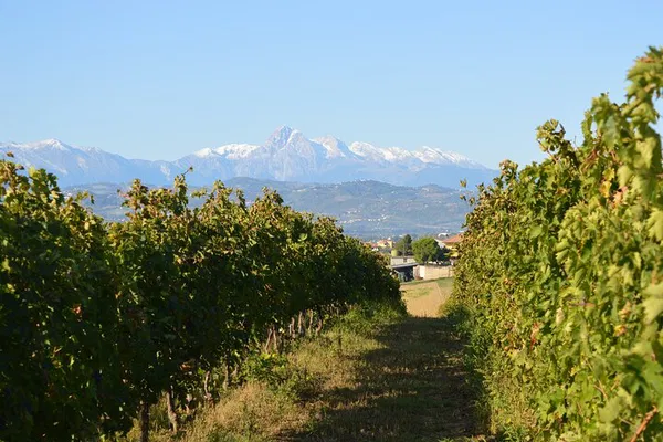 Uncover Abruzzo's Wine Heritage: Private Cellar Tour & Tasting