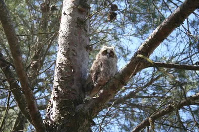 Discover Toledo's Wildlife: An Immersive Birdwatching Adventure