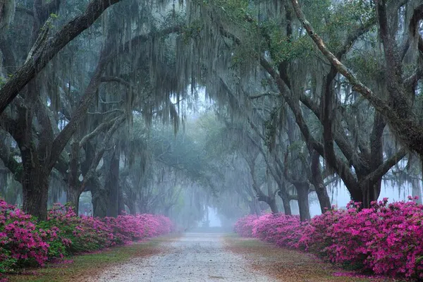 Unlock Savannah's Secrets: Bonaventure Cemetery Guided Walking Tour