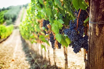 Volcanic Vineyard Vibes: Wine Tasting Adventure in Vesuvius National Park!