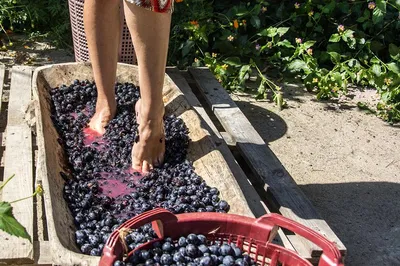 Chianti Grape Stomp & Tuscan Lunch from Florence