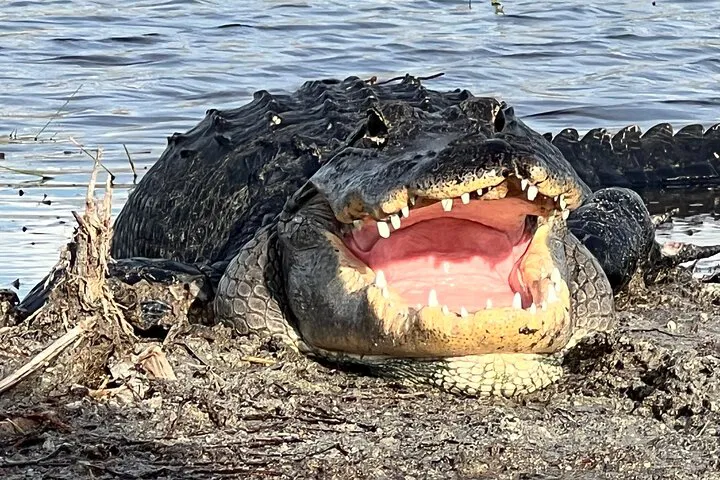 img0