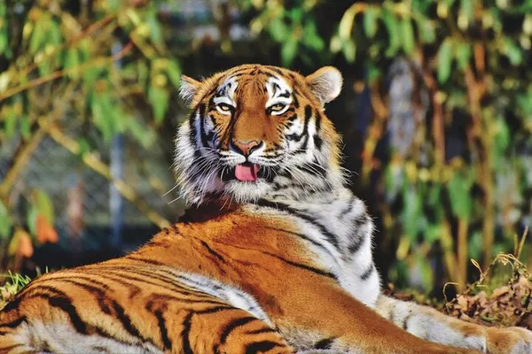 Unveiling India's Majesty: Golden Triangle & Tiger Safari Adventure