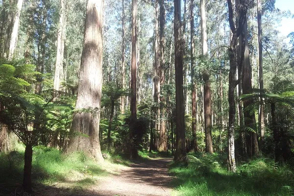 Dandenong Ranges Day Tour: Nature, Forest & Gardens