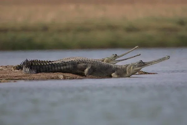 Embark on an Alligator Adventure: Full-Day Eco Tour from Gwalior