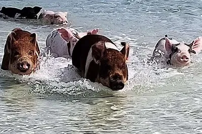 Bahamian Adventure: Swim with Pigs in West End Paradise!