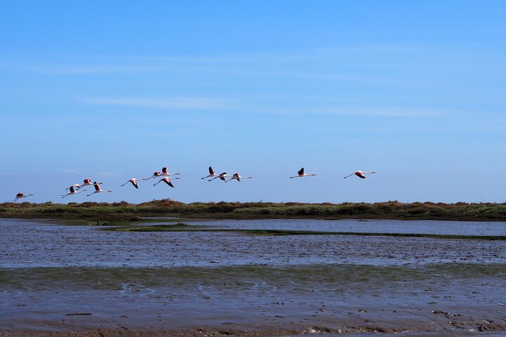 Discover Lisbon's Hidden Gem: A Tejo Nature Reserve Birdwatching Boat Tour!