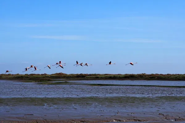 Discover Lisbon's Hidden Gem: A Tejo Nature Reserve Birdwatching Boat Tour!