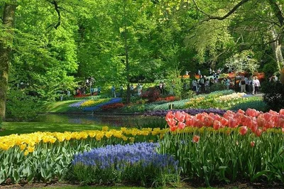 Keukenhof & Giethoorn: A Private Dutch Delight