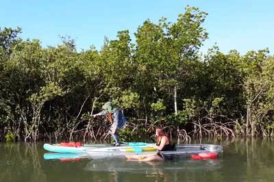 Glide Through Belize's Mangroves: An Eco-Adventure in Paradise