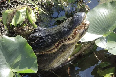 Everglades Airboat Adventure: Explore Florida's Wild Side!