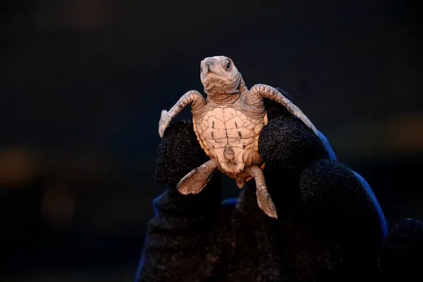 Things to Do in Puerto Vallarta: See Baby Turtles, Save the Ocean!