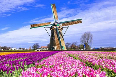Unveiling Keukenhof's Tulips & Delft's Charm: A Brussels Day Escape