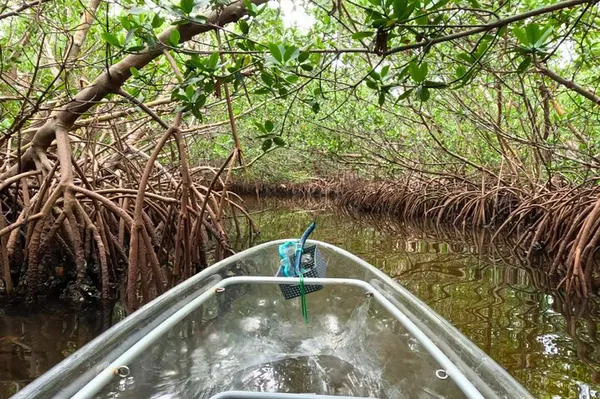 Clear Kayak Tour: Emerson Point Preserve Adventure