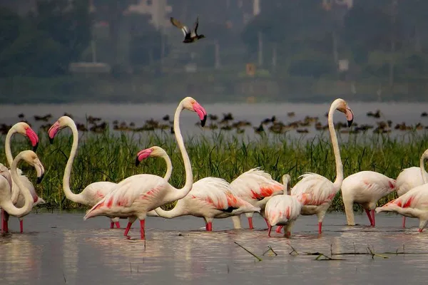 Bhigwan Birding Bonanza: Private Safari from Pune!