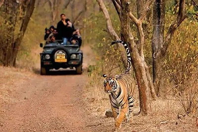 Sariska Tiger Reserve: Jaipur Safari Adventure - Spot Tigers & Birdlife!