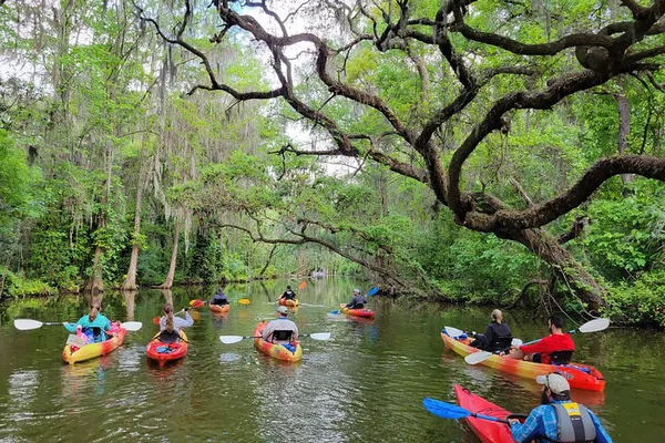 Dora Canal Kayak & SUP Rental: Wildlife & Nature!