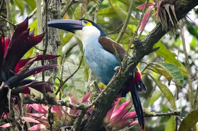 Cocora Valley Expedition: Birding, Hiking, and Andean Wonders!