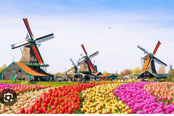 Zaanse Schans Windmills: Cheese & Volendam Tour